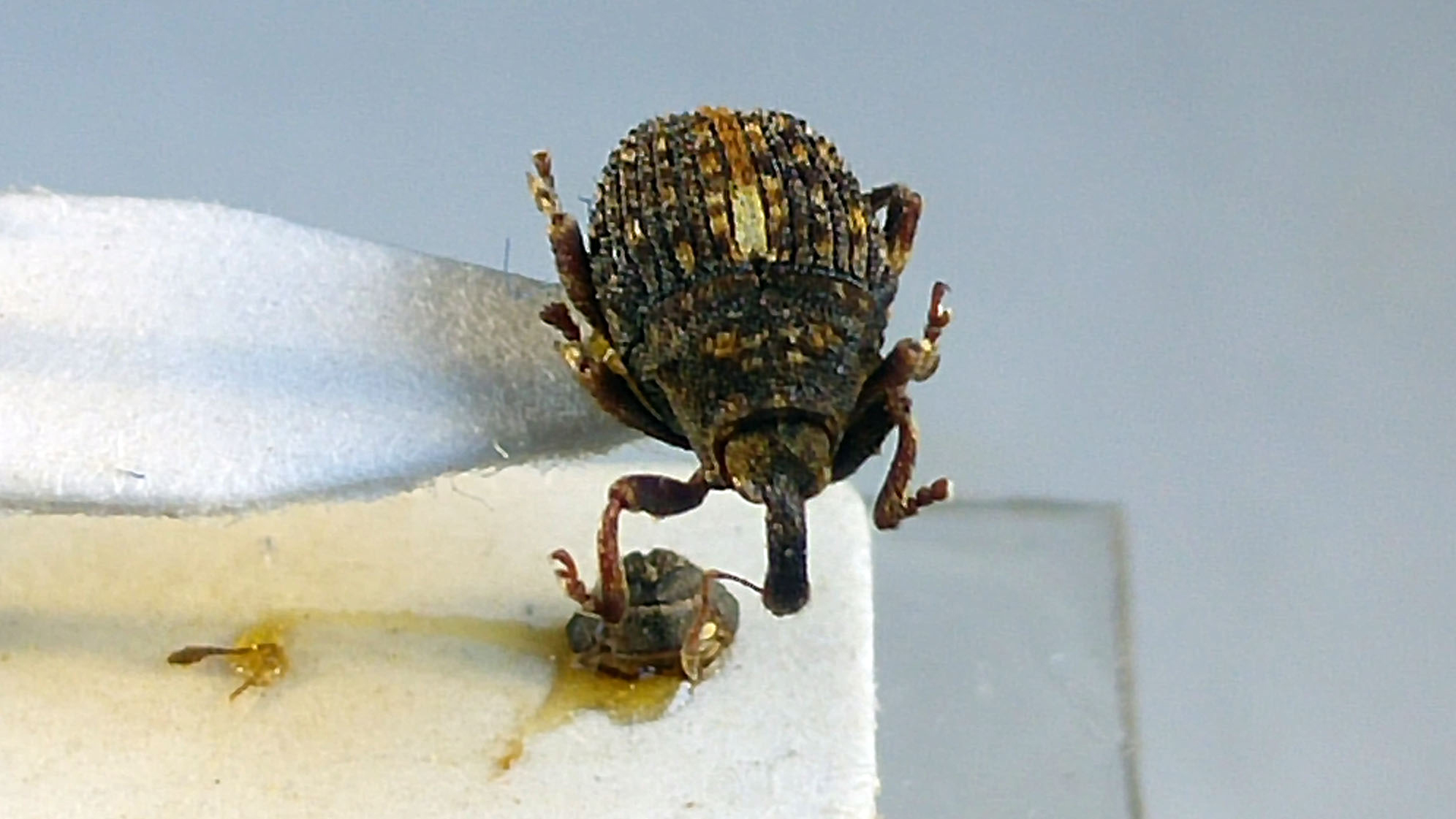 Escarabajo MNCN