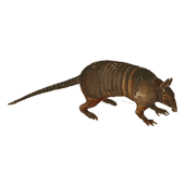 Armadillo